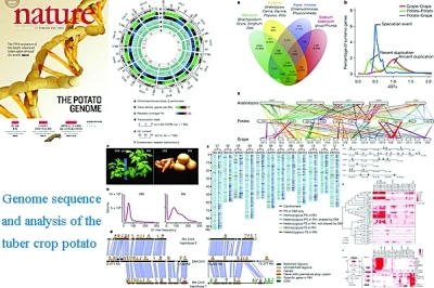 中國科學家主導的馬鈴薯基因組研究榮登《自然》雜志封面